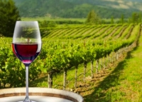 copa de vino tinto frente a una viña