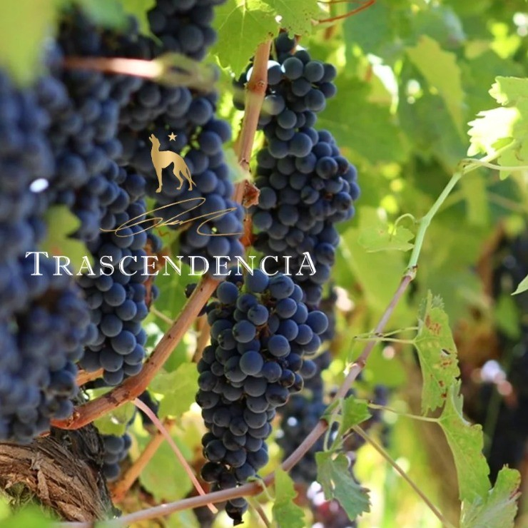 GEN WINE CHILE: EL PROYECTO VITIVINÍCOLA QUE NACE DEL AMOR, EL ARTE Y EL COMPROMISO SOCIAL