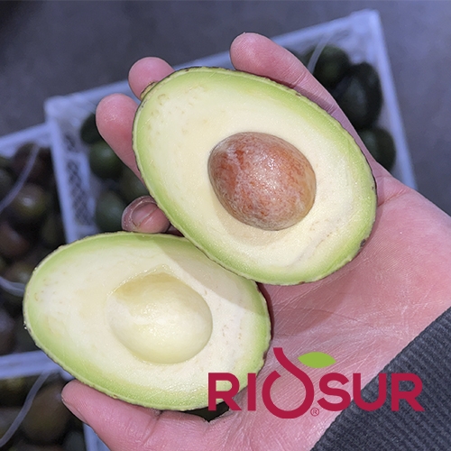 Palta Hass